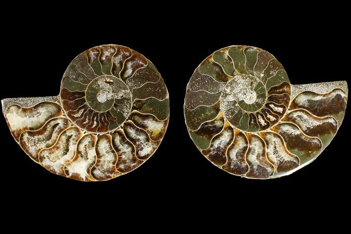 Agatized Ammonite Fossil - Madagascar #145906